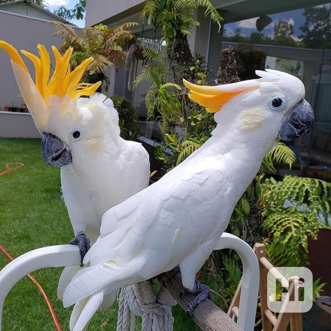 Inteligentní kakaduové k dispozici - foto 1