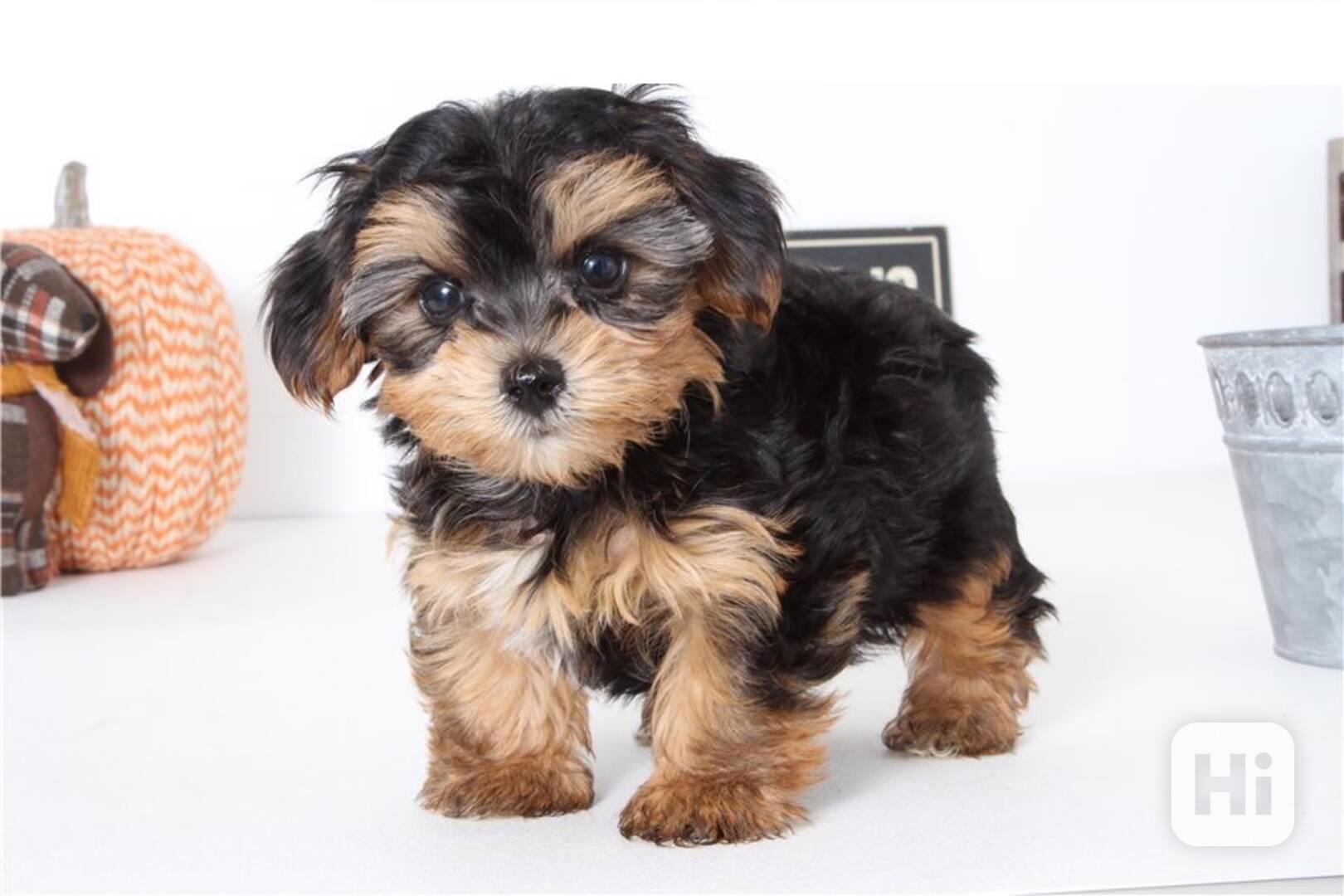 Jorkšírský teriér. - foto 1