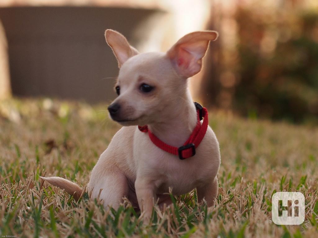 Roztomilá štěňata čivav k adopci - foto 1