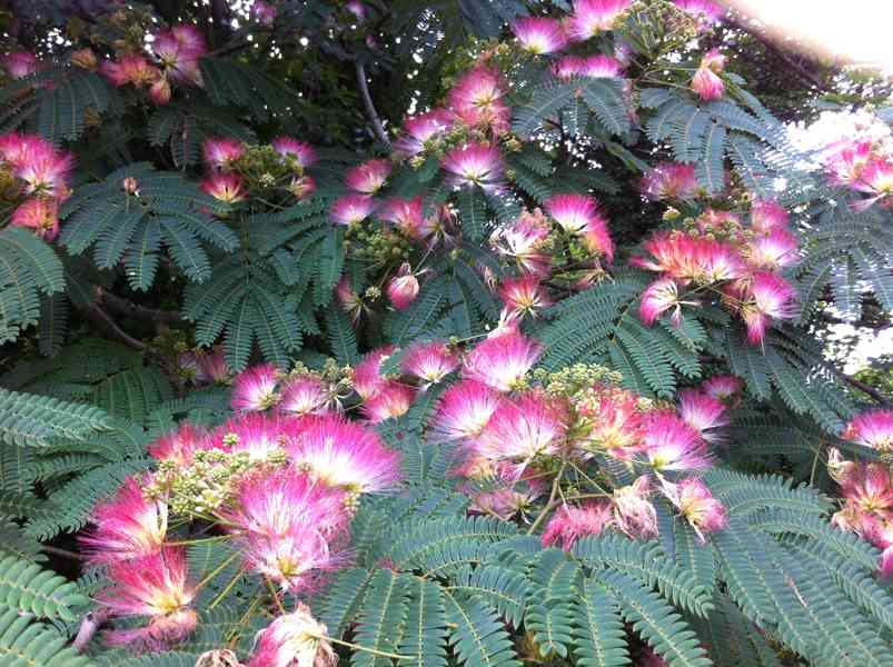 alb-zie-r-ov-albizia-julibrissin-40-50-cm-bazar-hyperinzerce-cz
