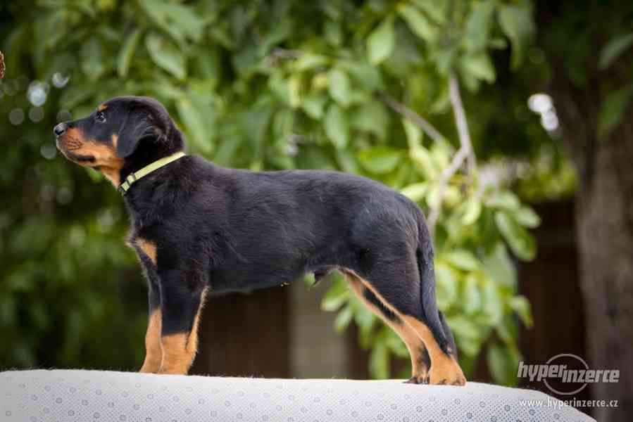 Beauceron štěně s PP - foto 1