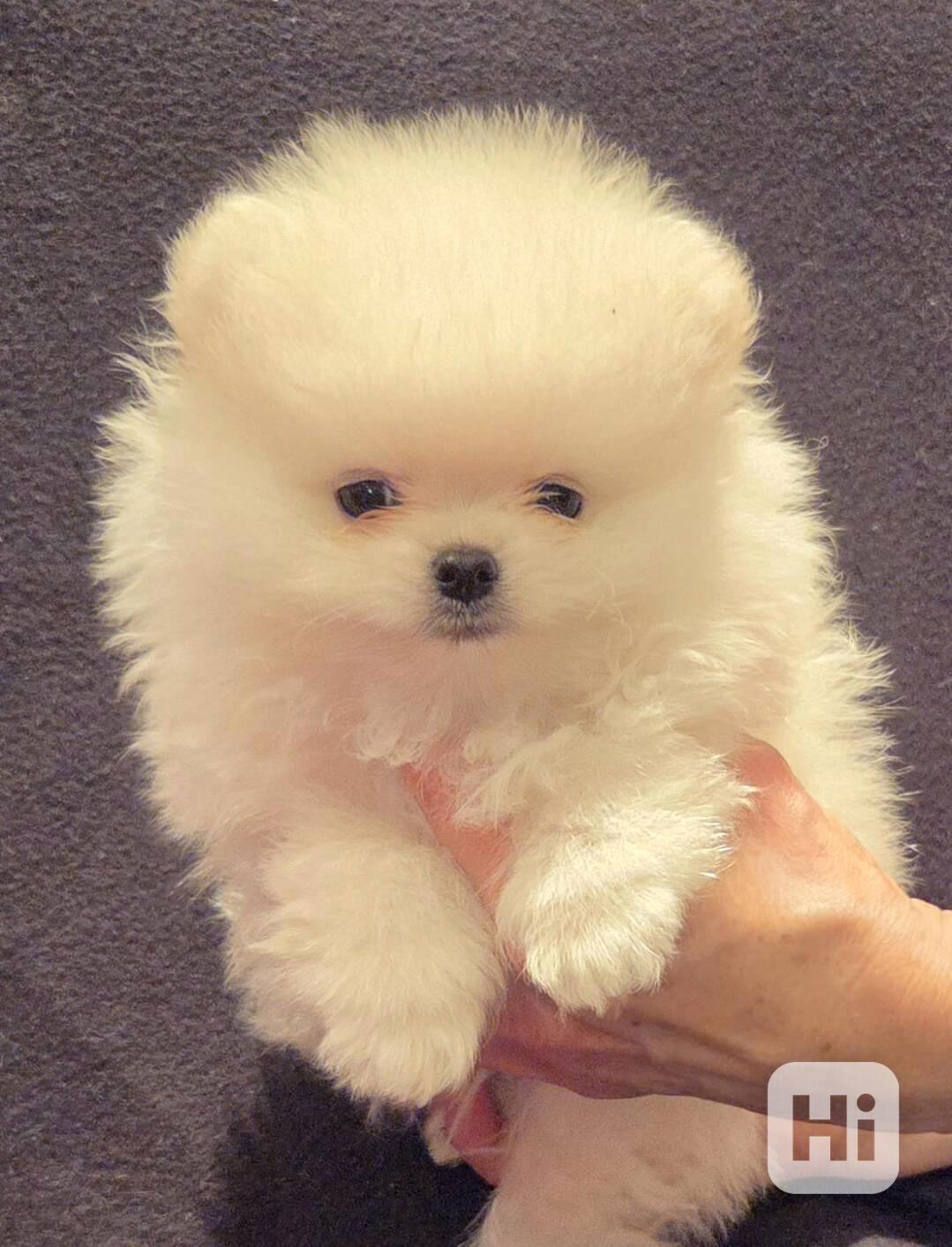 Pomeranian - foto 1