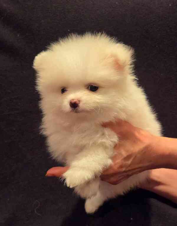 Pomeranian - foto 3