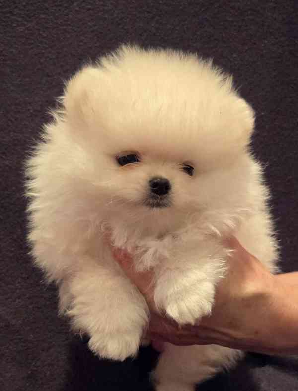 Pomeranian - foto 2