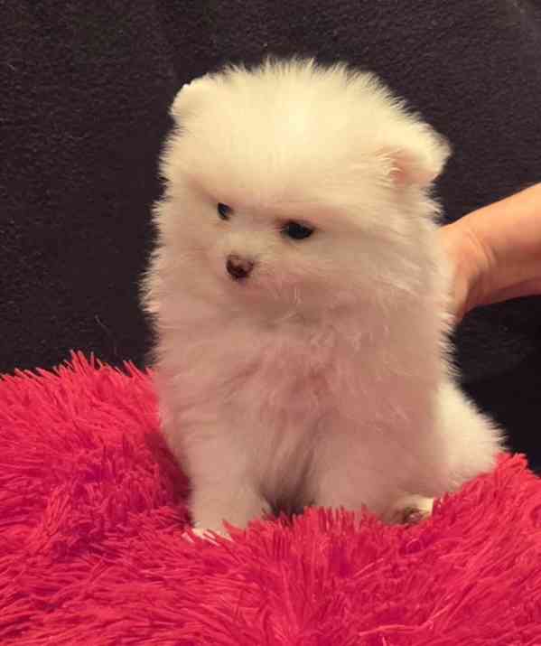 Pomeranian - foto 4