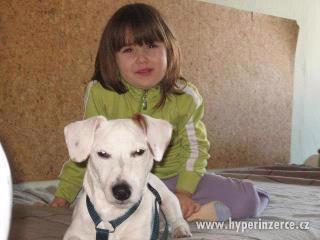 Daruji pejska Jack russel - foto 2