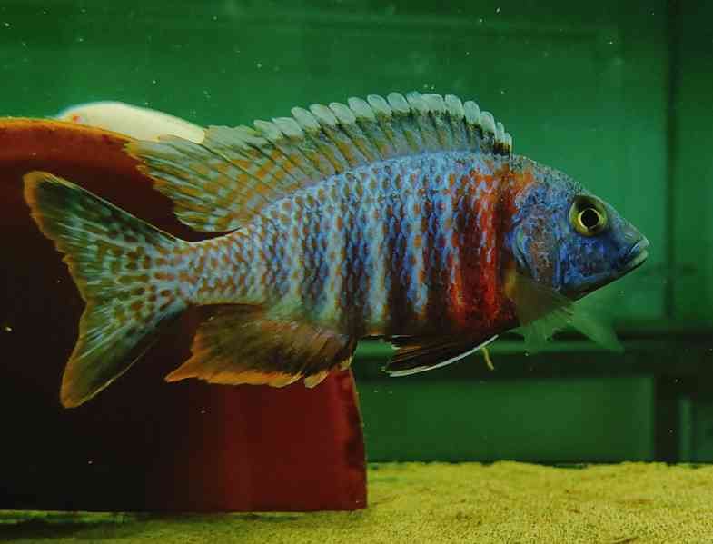 Tlamovci Malawi  - foto 26