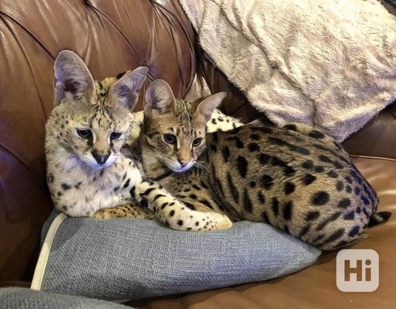 Koťata plemene Savannah na prodej - foto 1