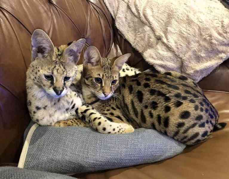 Koťata plemene Savannah na prodej