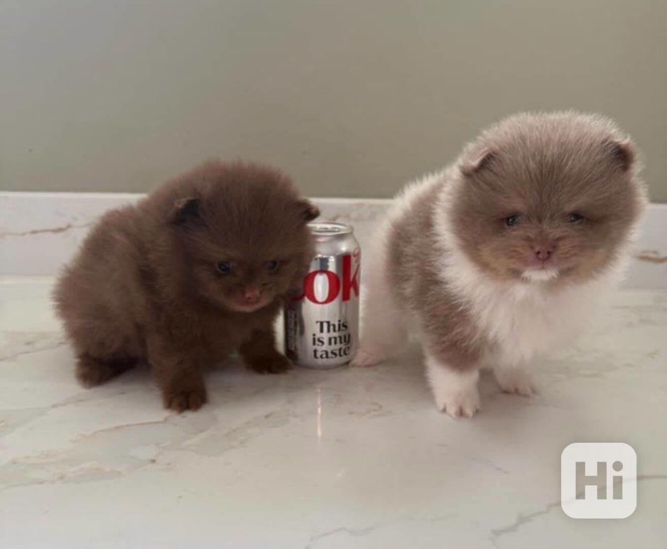 Štěňata pomeranského ovčáka - foto 1