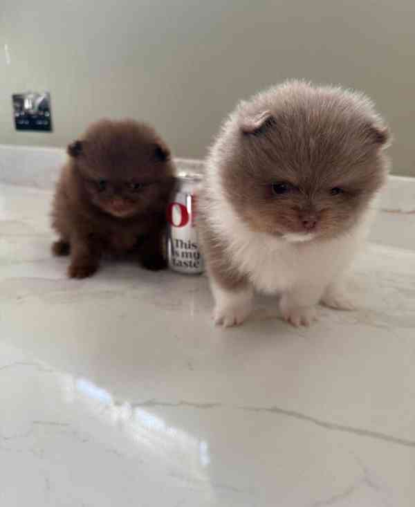 Štěňata pomeranského ovčáka - foto 2