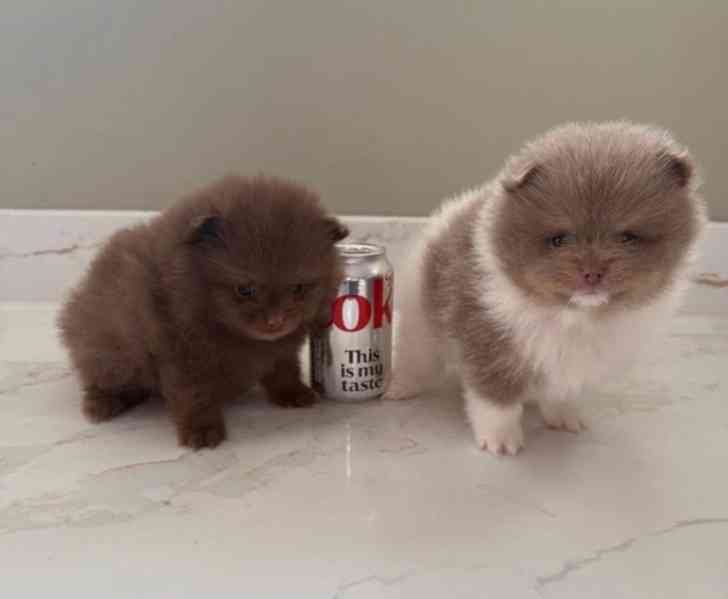 Štěňata pomeranského ovčáka - foto 1