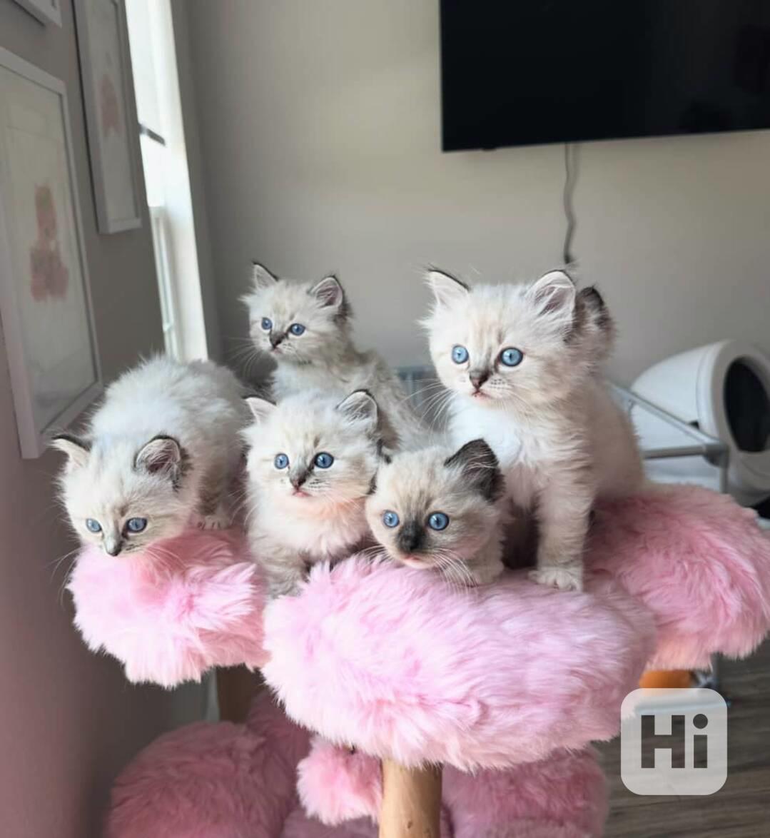 Koťata plemene Ragdoll k adopci - foto 1