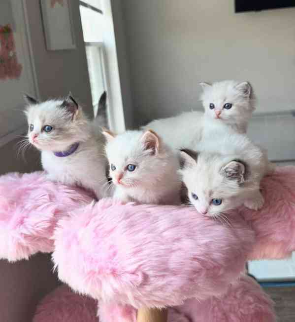 Koťata plemene Ragdoll k adopci - foto 3