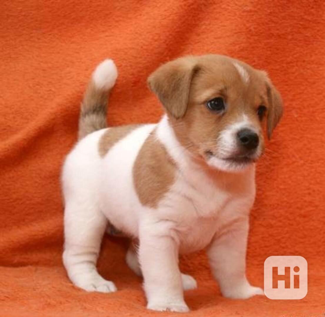 Štěňata Jack Russell teriéra - foto 1