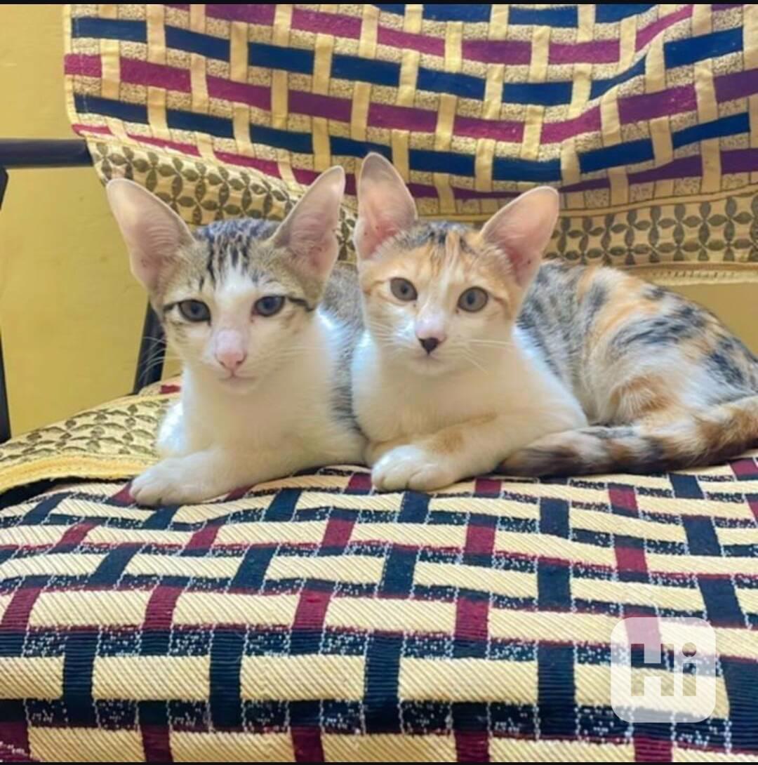 Stunning Male and Females Bengal kittens 😸 - foto 1