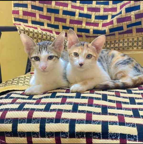 Stunning Male and Females Bengal kittens 😸 - foto 1