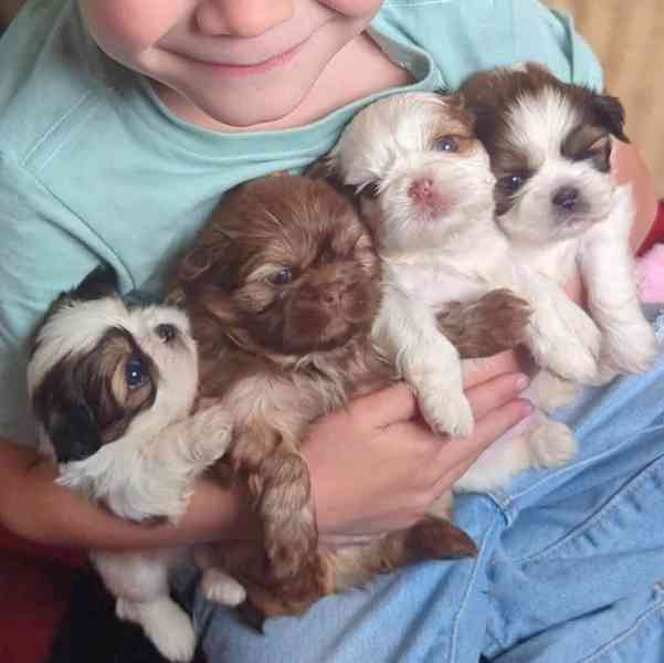 Štěňata Shih Tzu na prodej Pp - foto 2