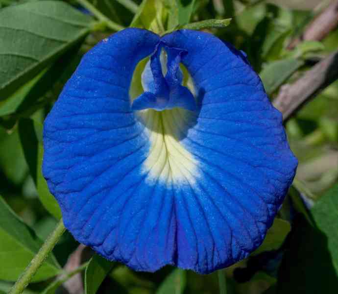 Clitoria Ternatea- semena