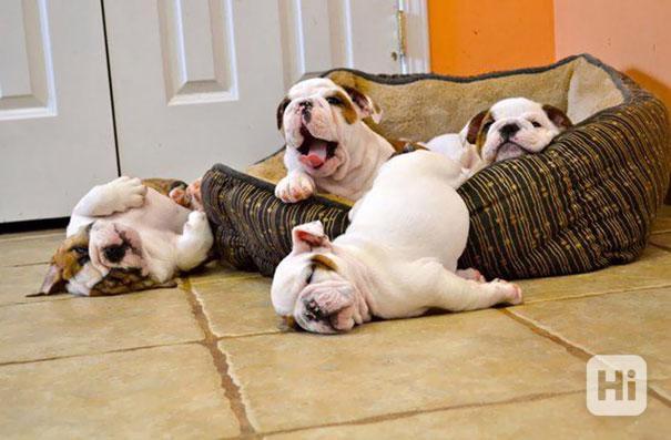 Kvalitní štěňata anglického buldoka na prodej - foto 1
