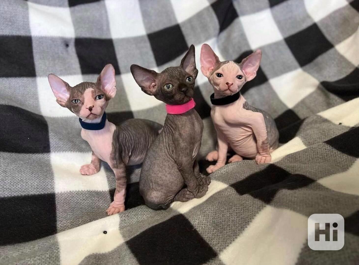 Krásná koťátka sphynxů na prodej! - foto 1