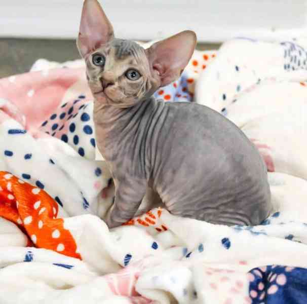 Krásná koťátka sphynxů na prodej! - foto 2