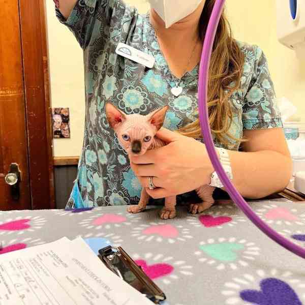 Krásná koťátka sphynxů na prodej! - foto 5