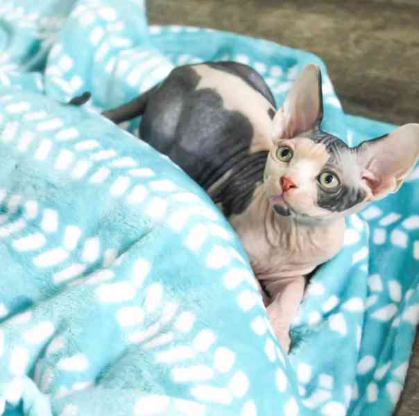 Krásná koťátka sphynxů na prodej! - foto 4