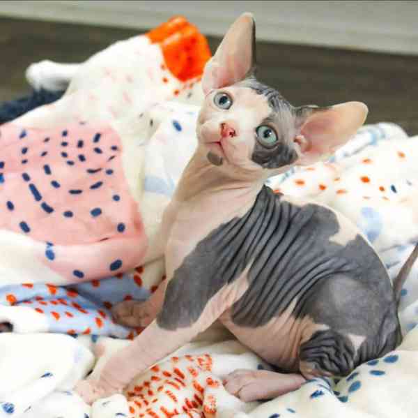 Krásná koťátka sphynxů na prodej! - foto 3