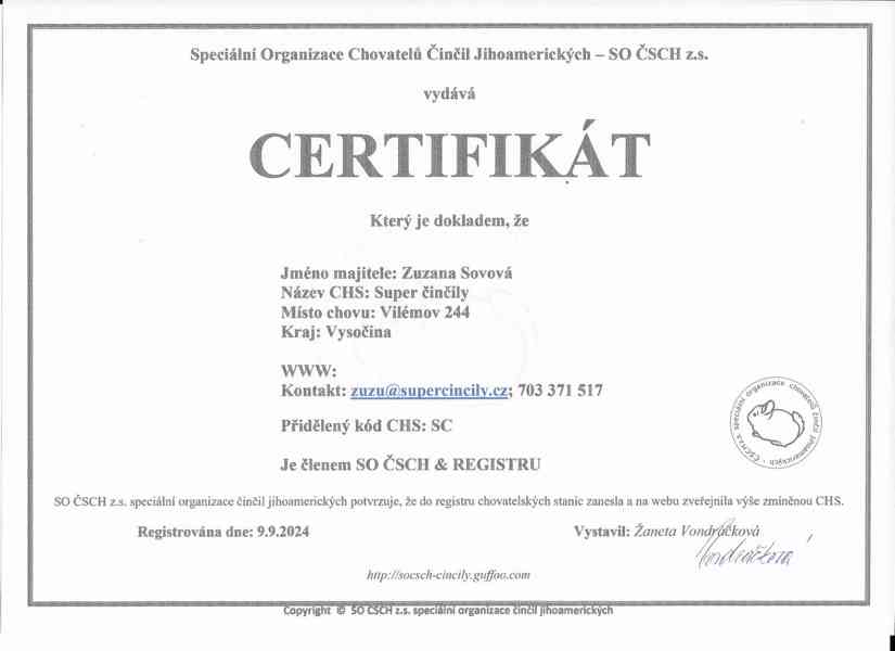 Prodám činčila - Na prodej mládě činčily s rodokmenem PP - foto 4