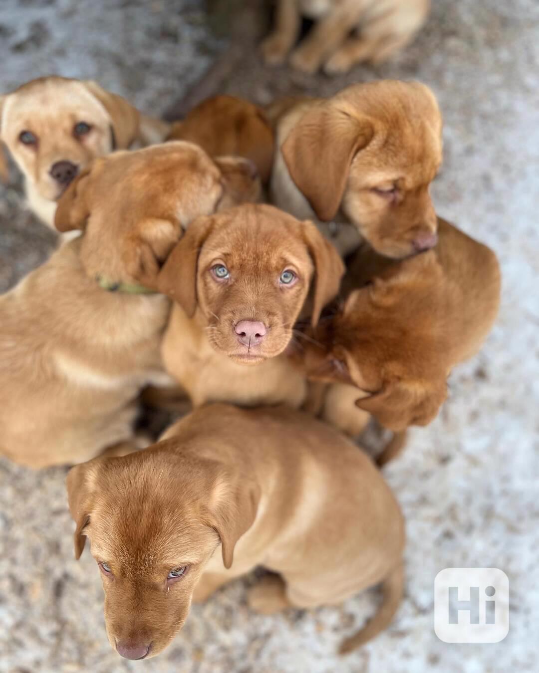 Prodám labradorského retrívra - foto 1