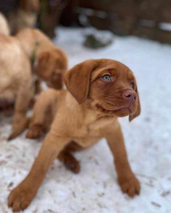 Prodám labradorského retrívra - foto 2