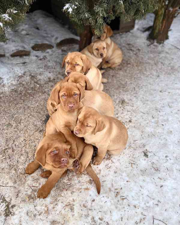 Prodám labradorského retrívra - foto 3