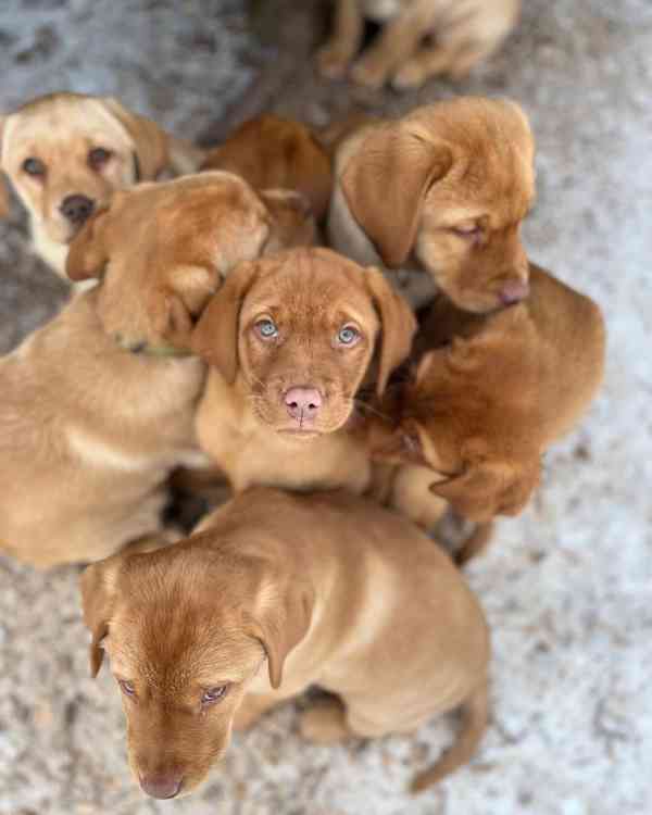 Prodám labradorského retrívra - foto 1