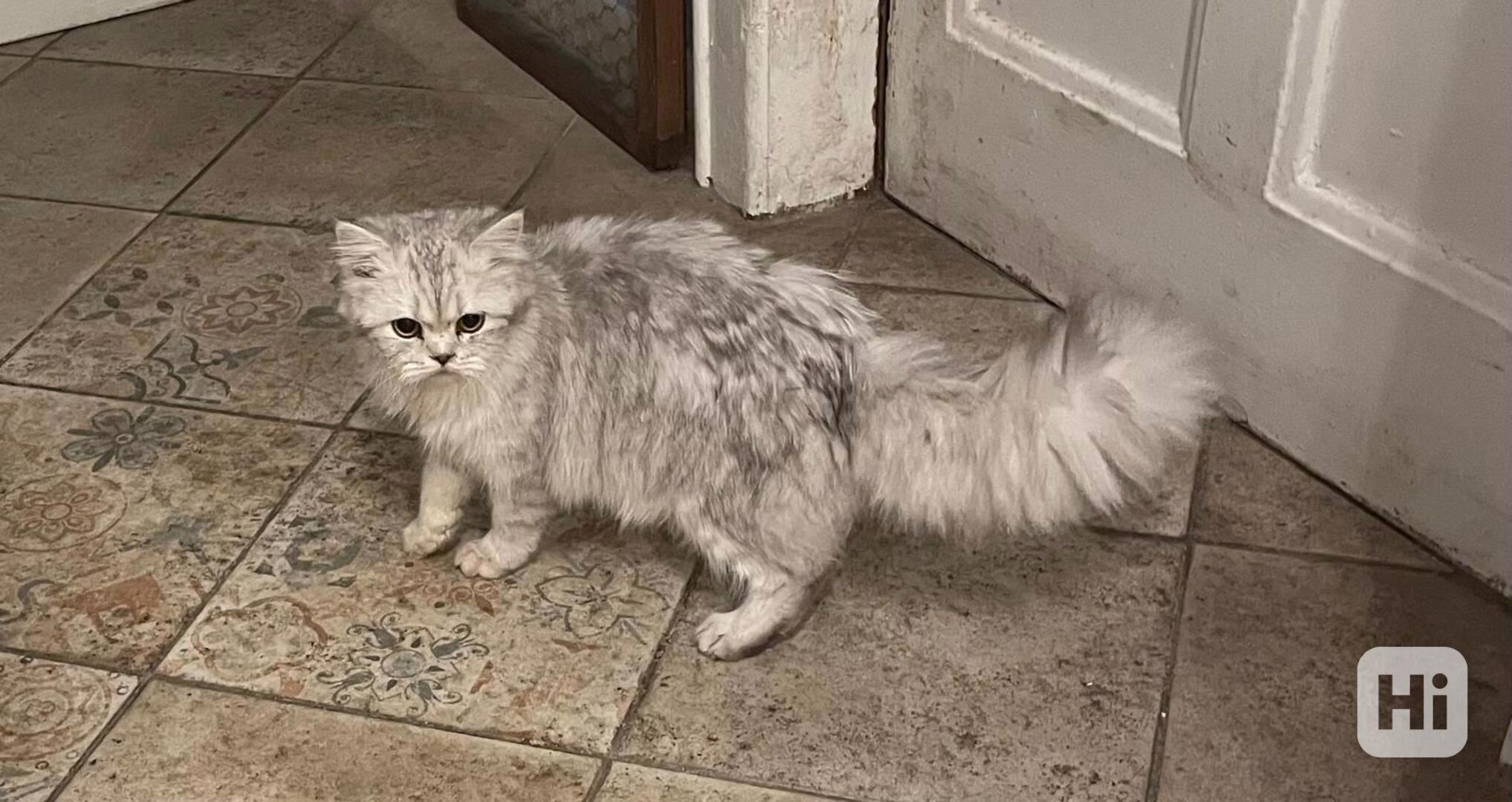 Britské koťátko - foto 1