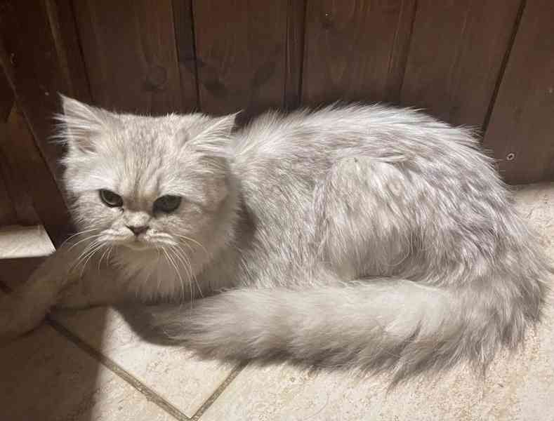 Britské koťátko - foto 2