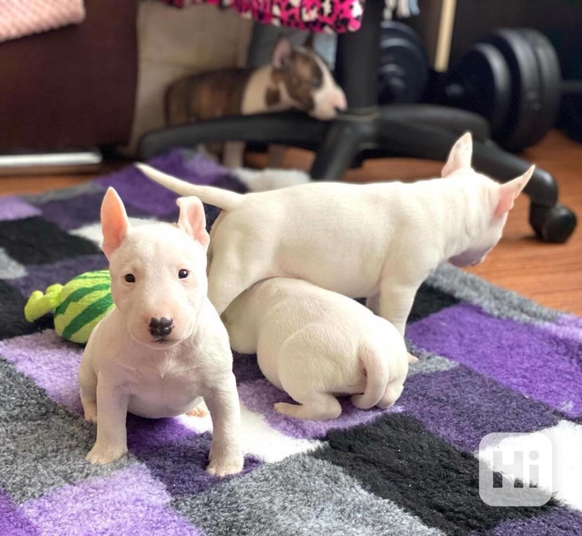 Štěňata mini bulteriéra (pes/fena) - foto 1