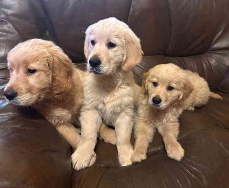 Zlatý retrívr, golden retriever  - foto 4