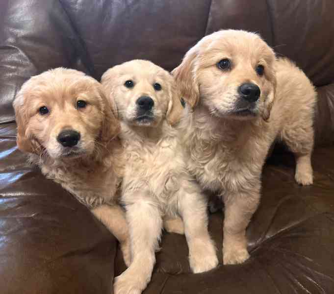 Zlatý retrívr, golden retriever  - foto 3