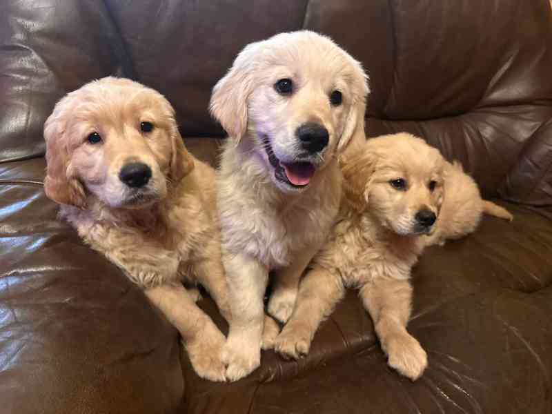 Zlatý retrívr, golden retriever  - foto 2