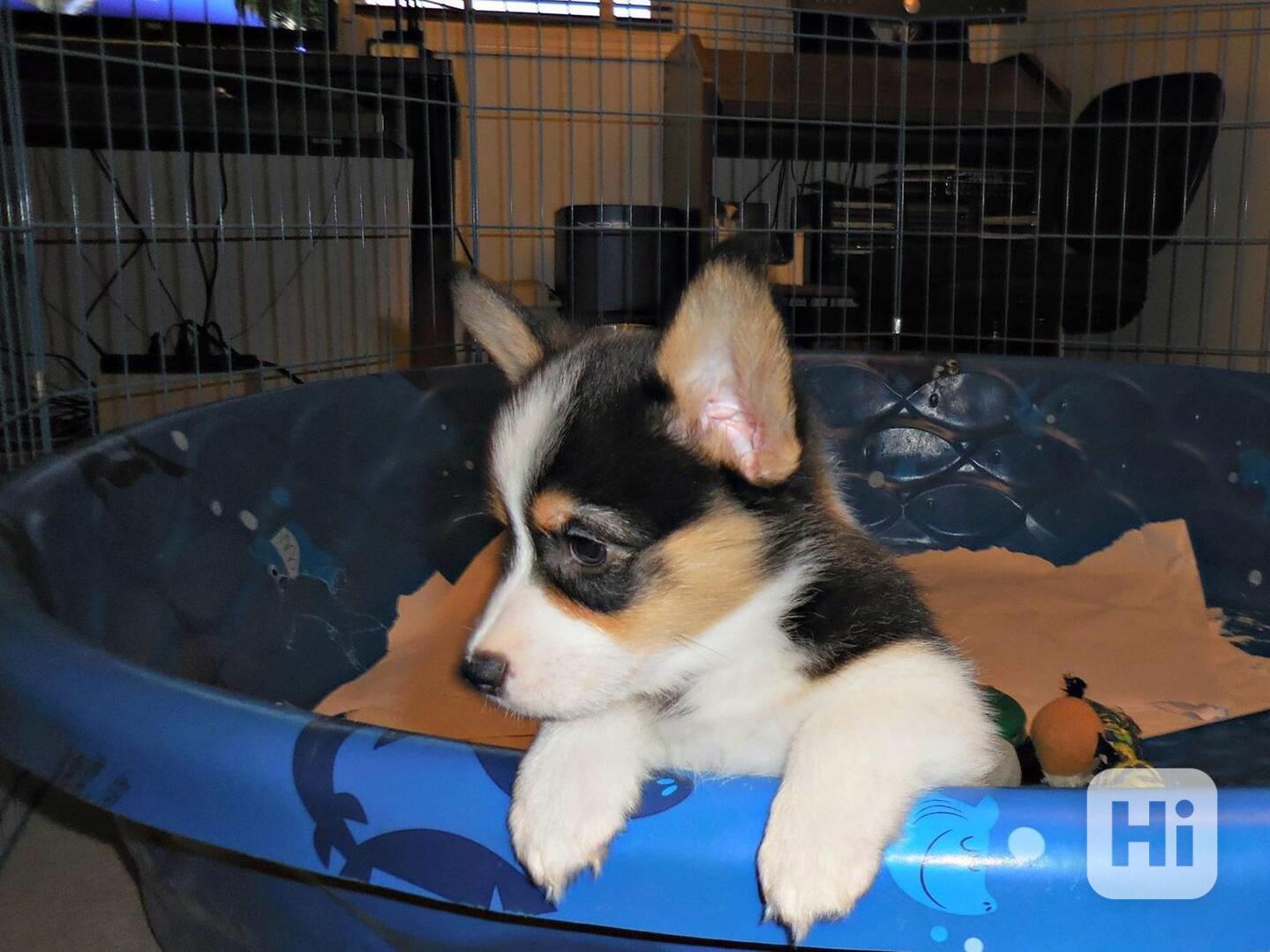 Pembroke Welsh Corgi Puppies AVAILABLE - foto 1