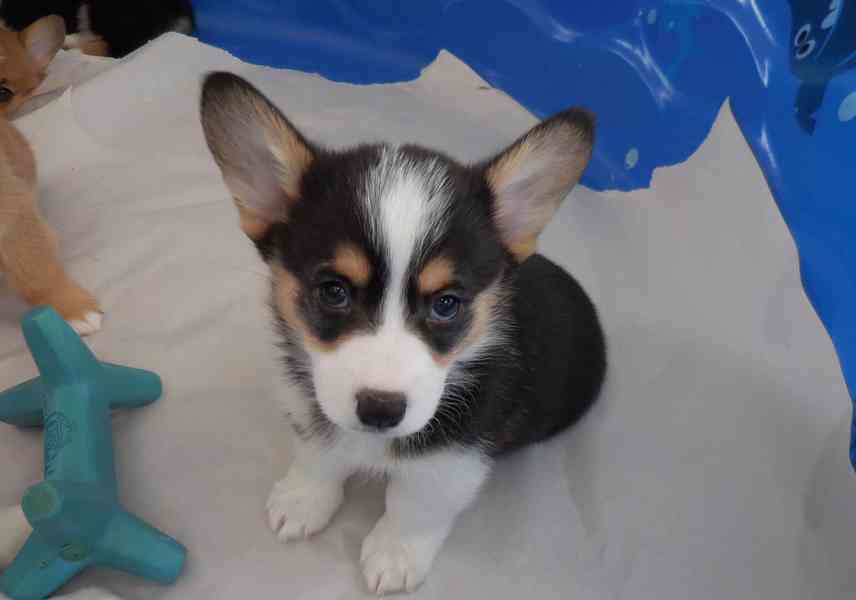 Pembroke Welsh Corgi Puppies AVAILABLE - foto 3