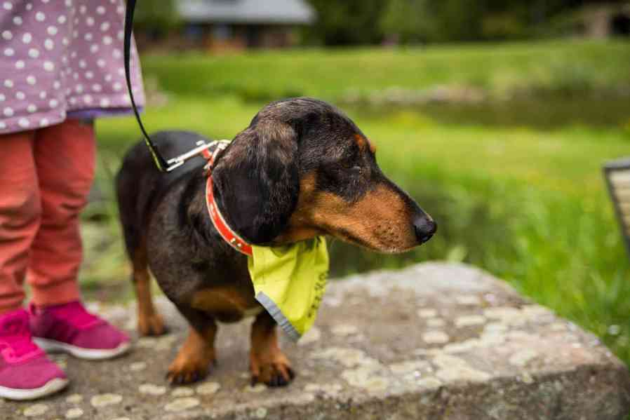 ROCCO - PAN ŠPAGETKA - foto 6