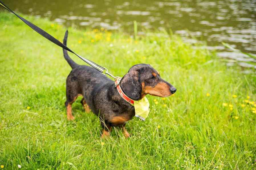 ROCCO - PAN ŠPAGETKA - foto 2