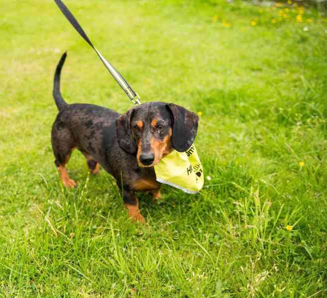 ROCCO - PAN ŠPAGETKA - foto 4