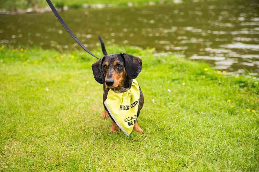 ROCCO - PAN ŠPAGETKA - foto 3