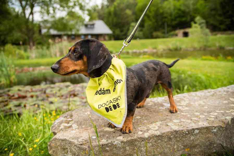 ROCCO - PAN ŠPAGETKA - foto 8