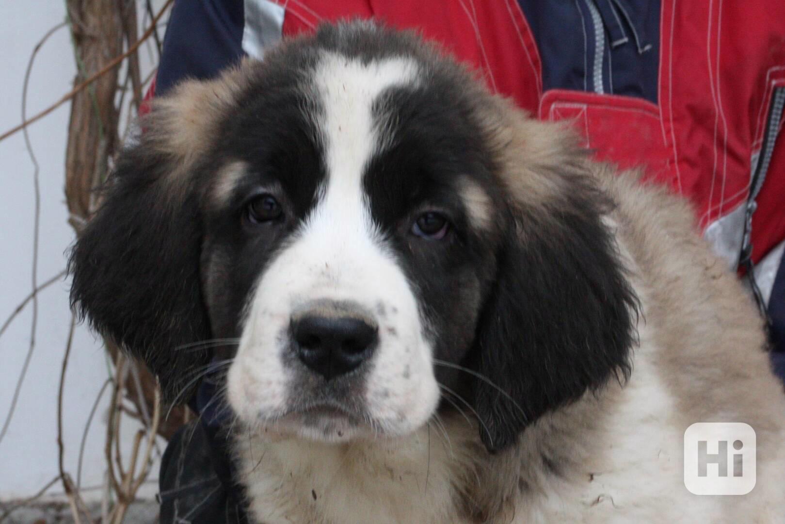 Moskevský strážní pes - foto 1