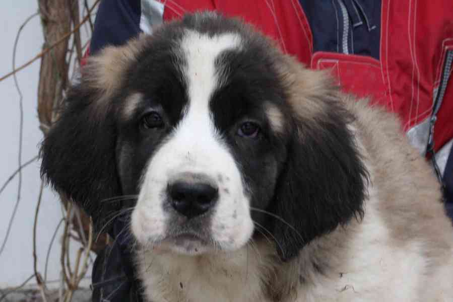 Moskevský strážní pes - foto 1