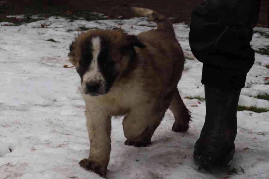 Moskevský strážní pes - foto 2